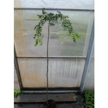 KARAGANA szczepiona na pniu szerokolistna zwisająca - sadzonki 160 / 180 cm